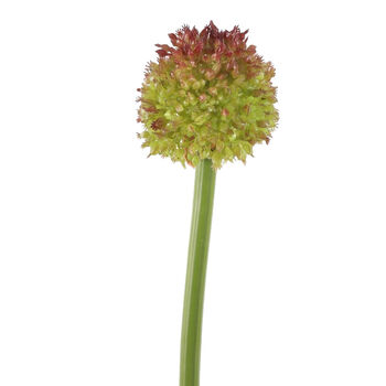Allium stem 75 cm