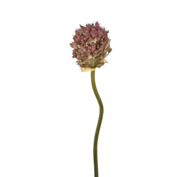Allium stem