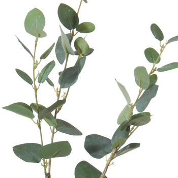 Eucalyptus 