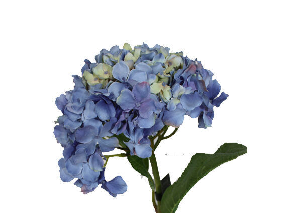 Hortensia blauw