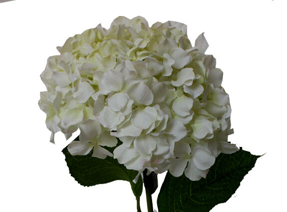 Hortensia wit