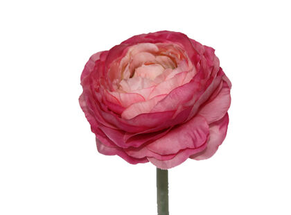 Ranonkel roze