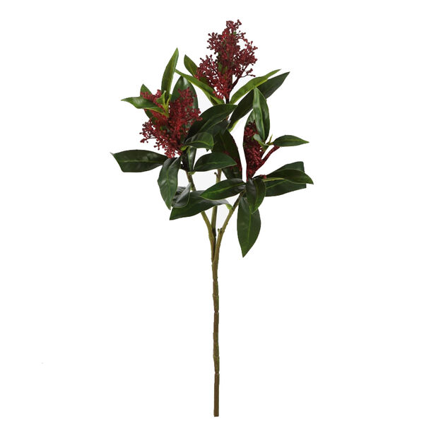 skimmia red