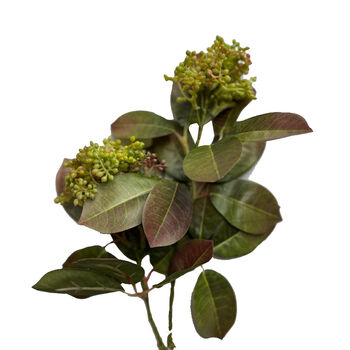 Skimmia