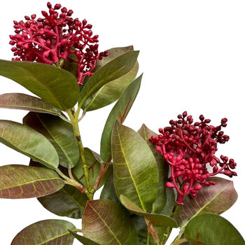 Skimmia