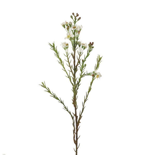 Waxflower